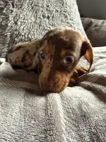 Lucas, a male Dachshund and Miniature Dachshund for sale in Johnston, RI – Photo 5 of 6