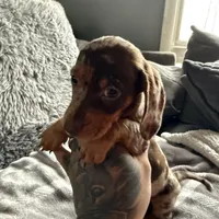 Lucas, a male Dachshund and Miniature Dachshund for sale in Johnston, RI – Photo 1 of 6