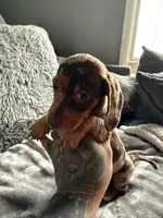 Lucas, a male Dachshund and Miniature Dachshund for sale in Johnston, RI – Photo 1 of 6