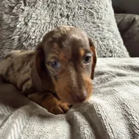 Lucas, a male Dachshund and Miniature Dachshund for sale in Johnston, RI – Photo 3 of 6