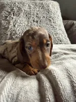Lucas, a male Dachshund and Miniature Dachshund for sale in Johnston, RI – Photo 3 of 6