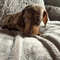 Lucas, a male Dachshund and Miniature Dachshund for sale in Johnston, RI – Photo 4 of 6