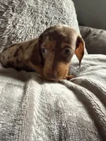 Lucas, a male Dachshund and Miniature Dachshund for sale in Johnston, RI – Photo 4 of 6