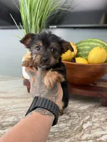 Tito, a male Yorkshire Terrier for sale in Johnston, RI – 3 of 8