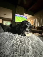 Oreo, a female Shih Tzu for sale in North Smithfield, RI – 8 of 10
