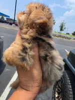Lil Bindi, a female Yorkshire Terrier for sale in North Smithfield, RI – 8 of 10