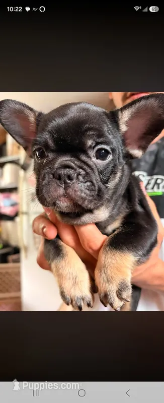 Princess – French Bulldog puppy for sale in North Smithfield, RI