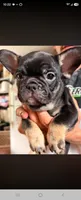 Princess, a female French Bulldog for sale in North Smithfield, RI – 1 of 6
