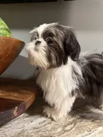 Max, a male Shih Tzu for sale in Johnston, RI – 7 of 9