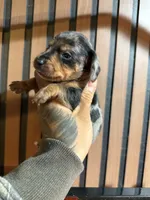 Chase Merle tri, a male Miniature Dachshund for sale in Johnston, RI – 3 of 7