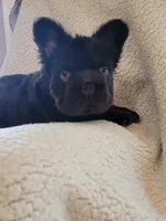 Shadow, a male French Bulldog for sale in North Smithfield, RI – 2 of 6