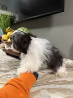Max, a male Shih Tzu for sale in Johnston, RI – 5 of 9