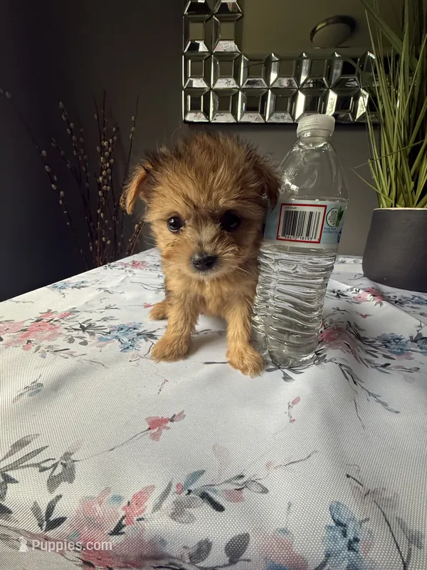 Lil Bindi – Yorkshire Terrier puppy for sale in North Smithfield, RI