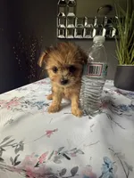 Lil Bindi, a female Yorkshire Terrier for sale in North Smithfield, RI – 1 of 10