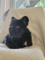 Shadow, a male French Bulldog for sale in North Smithfield, RI – 3 of 6