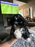 Oreo, a female Shih Tzu for sale in North Smithfield, RI – 10 of 10