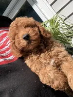 Chloe, a female Miniature Goldendoodle for sale in Johnston, RI – 9 of 10