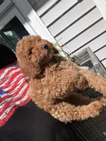 Chloe, a female Miniature Goldendoodle for sale in Johnston, RI – 2 of 10
