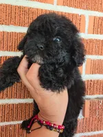 Kelsey, a female Poodle - Toy  for sale in North Smithfield, RI – 1 of 7