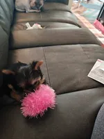 Bindi, a female Yorkshire Terrier for sale in Johnston, RI – 4 of 4