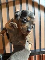 Chase Merle tri, a male Miniature Dachshund for sale in Johnston, RI – 1 of 7