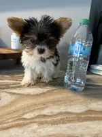 TikTok , a male Yorkshire Terrier for sale in North Smithfield, RI – 10 of 10