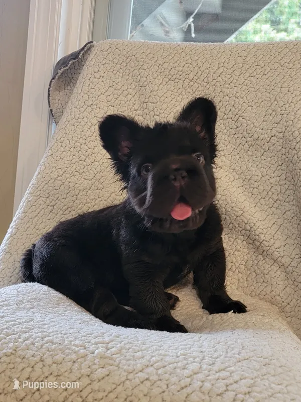 Shadow – French Bulldog puppy for sale in North Smithfield, RI