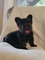 Shadow, a male French Bulldog for sale in North Smithfield, RI – 1 of 6