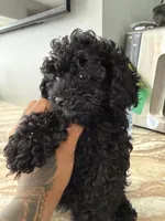 Camila mi, a female Poodle - Toy  for sale in North Smithfield, RI – 7 of 9