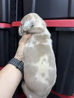 Princess Athena , a female Cane Corso and American Mastiff for sale in Johnston, RI – Photo 7 of 7