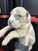 Princess Athena , a female Cane Corso and American Mastiff for sale in Johnston, RI – Photo 3 of 7