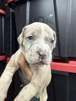 Princess Athena , a female Cane Corso and American Mastiff for sale in Johnston, RI – Photo 1 of 7