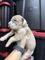 Princess Athena , a female Cane Corso and American Mastiff for sale in Johnston, RI – Photo 6 of 7