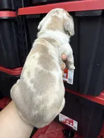 Princess Athena , a female Cane Corso and American Mastiff for sale in Johnston, RI – Photo 2 of 7