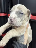 Princess Athena , a female Cane Corso and American Mastiff for sale in Johnston, RI – Photo 4 of 7