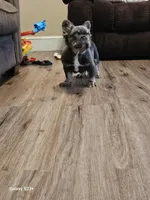 Lil Saint, a male French Bulldog for sale in North Smithfield, RI – 2 of 4