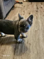 Lil Saint, a male French Bulldog for sale in North Smithfield, RI – 3 of 4