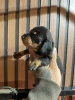 Bruce black and tan, a male Miniature Dachshund for sale in Johnston, RI – 2 of 7