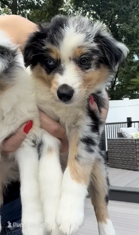 Stella – Miniature Australian Shepherd puppy for sale in Johnston, RI