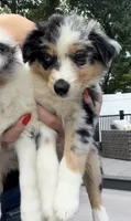 Stella, a female Miniature Australian Shepherd for sale in Johnston, RI – 1 of 1