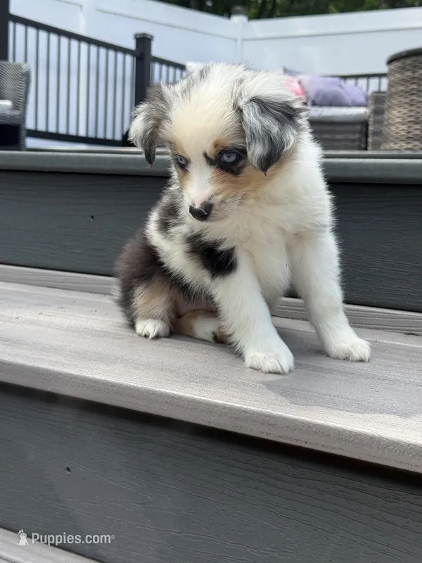Peanut – Miniature Australian Shepherd puppy for sale in Johnston, RI