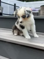 Peanut, a female Miniature Australian Shepherd for sale in Johnston, RI – 1 of 9