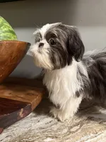 Max, a male Shih Tzu for sale in Johnston, RI – 9 of 9