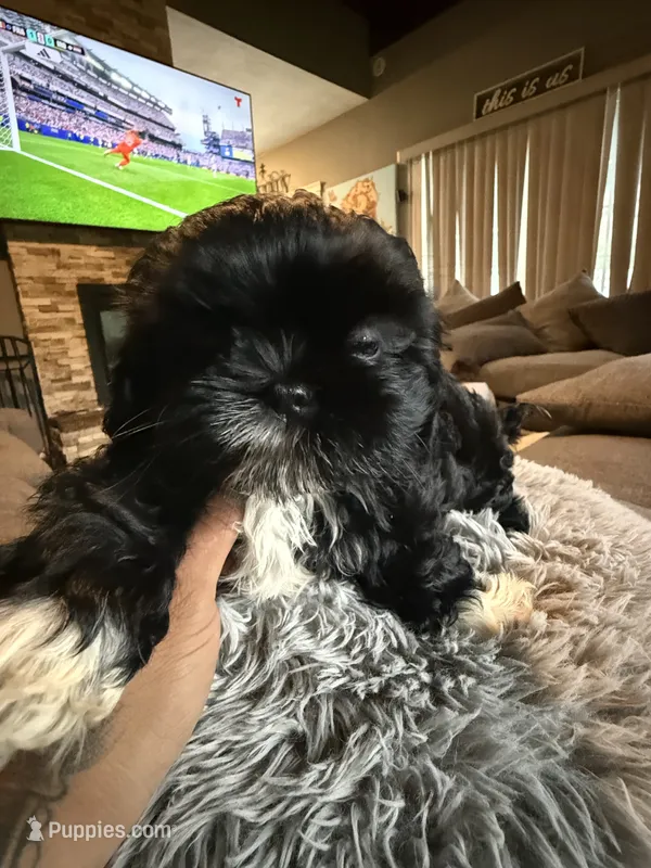 Stacy – Shih Tzu puppy for sale in North Smithfield, RI