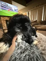 Stacy, a female Shih Tzu for sale in North Smithfield, RI – 1 of 10