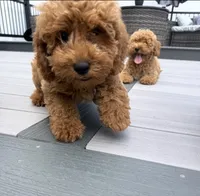 Cookie, a female Miniature Goldendoodle for sale in Johnston, RI – 4 of 8