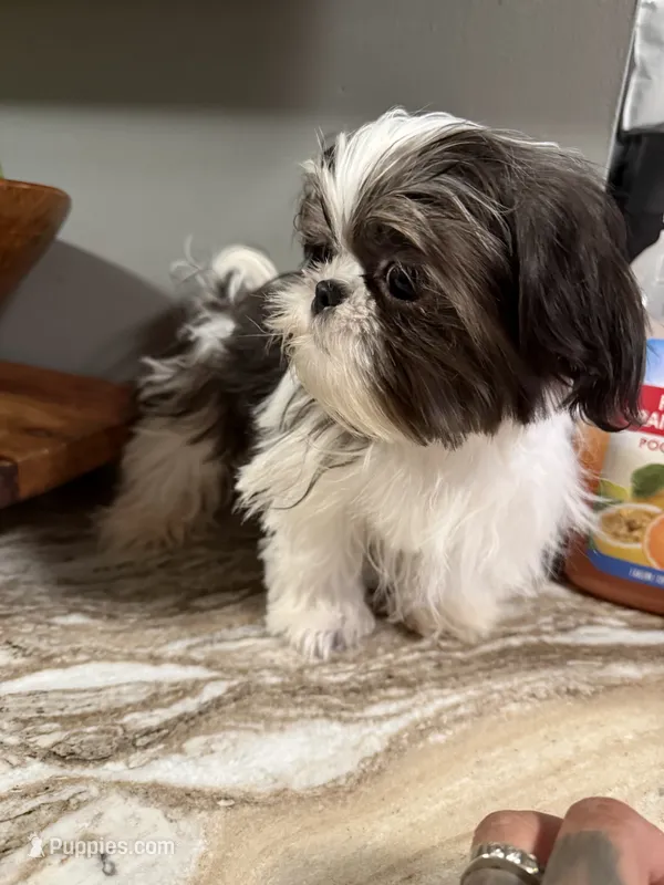 Max – Shih Tzu puppy for sale in Johnston, RI