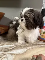 Max, a male Shih Tzu for sale in Johnston, RI – 1 of 9