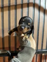 Bruce black and tan, a male Miniature Dachshund for sale in Johnston, RI – 3 of 7