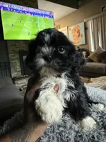 Oreo, a female Shih Tzu for sale in North Smithfield, RI – 7 of 10
